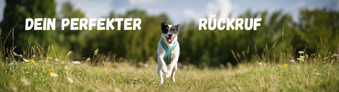 Der perfekte Rückruf!